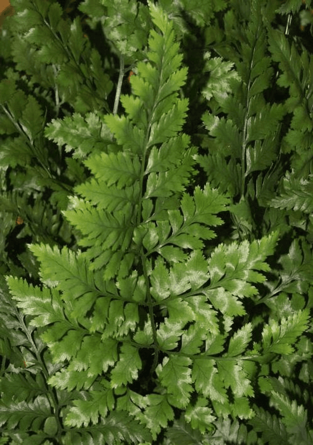Rumohra adiantiformis - Florists Leather Fern 