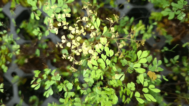 Adiantum microphyllum plug plant