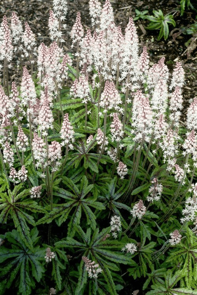 Tiarella &#039;Candy Striper&#039; P9