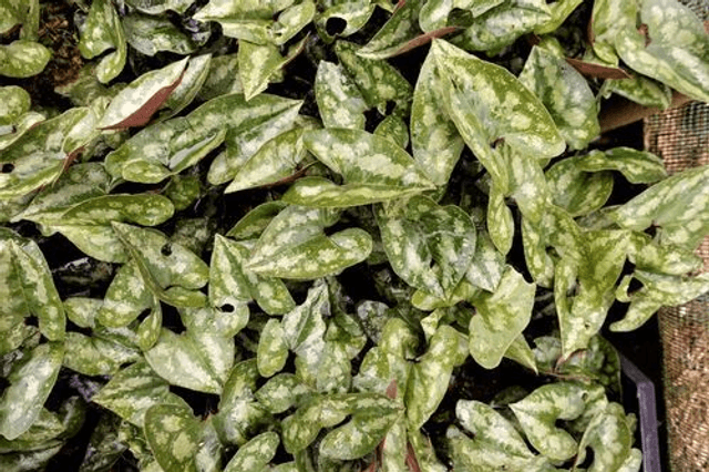 Asarum splendens- Chinese Wild Ginger 1 litre