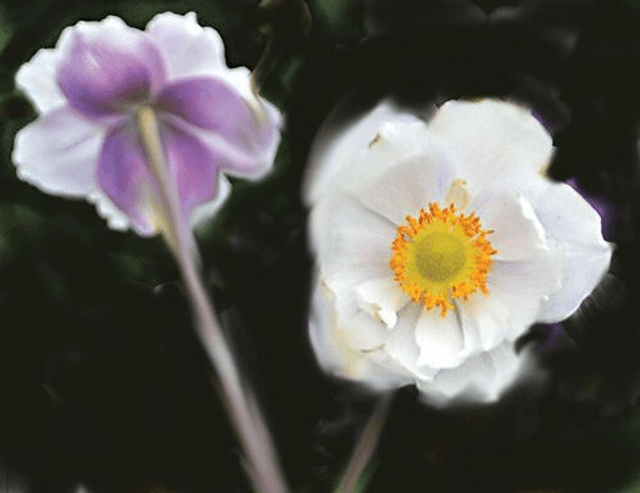 Anemone &#039;Dreaming Swan&#039; 1 litre 
