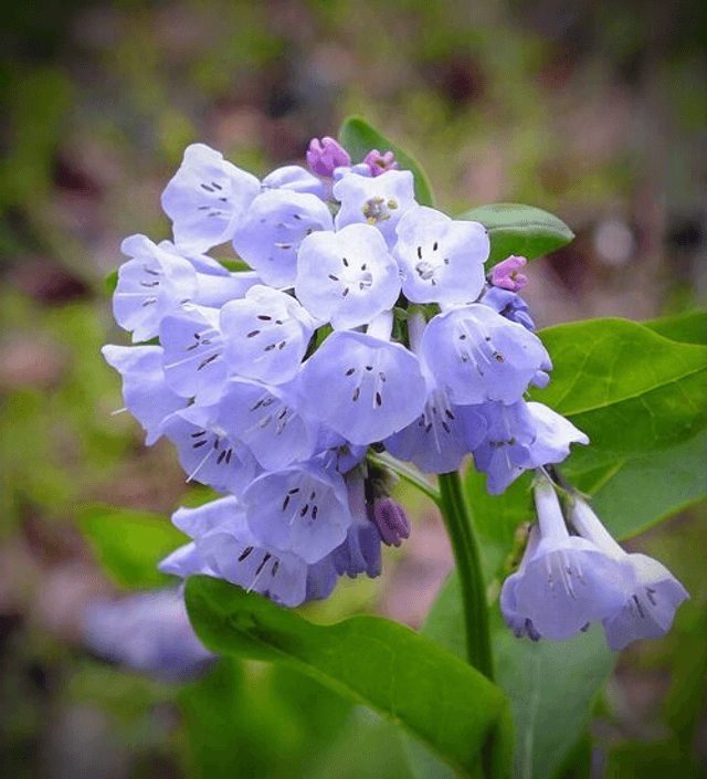 Mertensia virginica (Virginian Bluebells) bare root