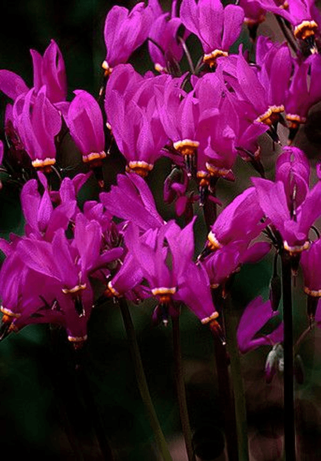 Dodecatheon pulchellum &#039;Red Wings&#039; 9cm 