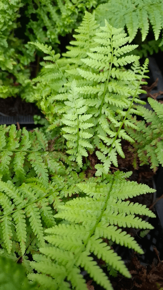 Polystichum braunii 2 litre