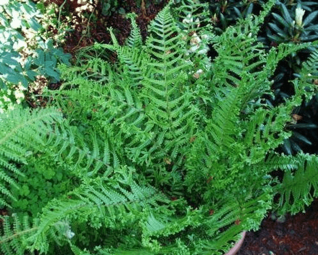 Dryopteris affinis &#039;Cristata the King 9cm