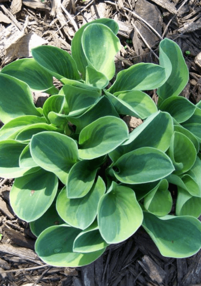 Hosta &#039;Frosted Mouse Ears&#039; p9