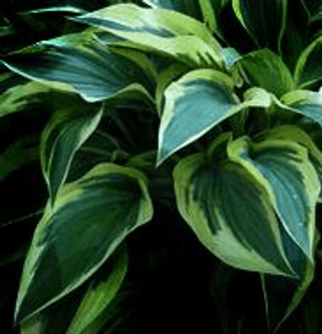 Hosta &#039;Bobcat&#039; 2 litre