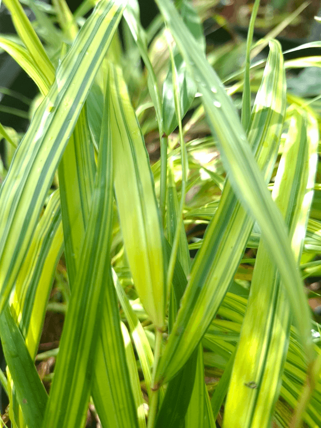 Hakonechloa macra. &#039;Sunny Delight&#039; 1 litre 