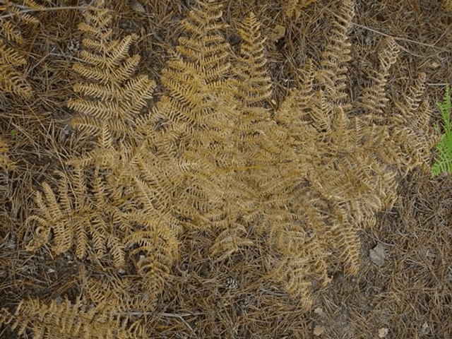 Pteridium aquilinum- Bracken plug plant 