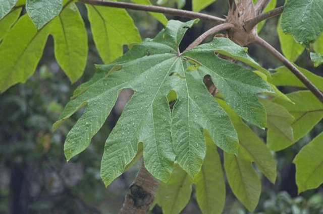 Tetrapanax papyrifer &#039;Rex&#039; 