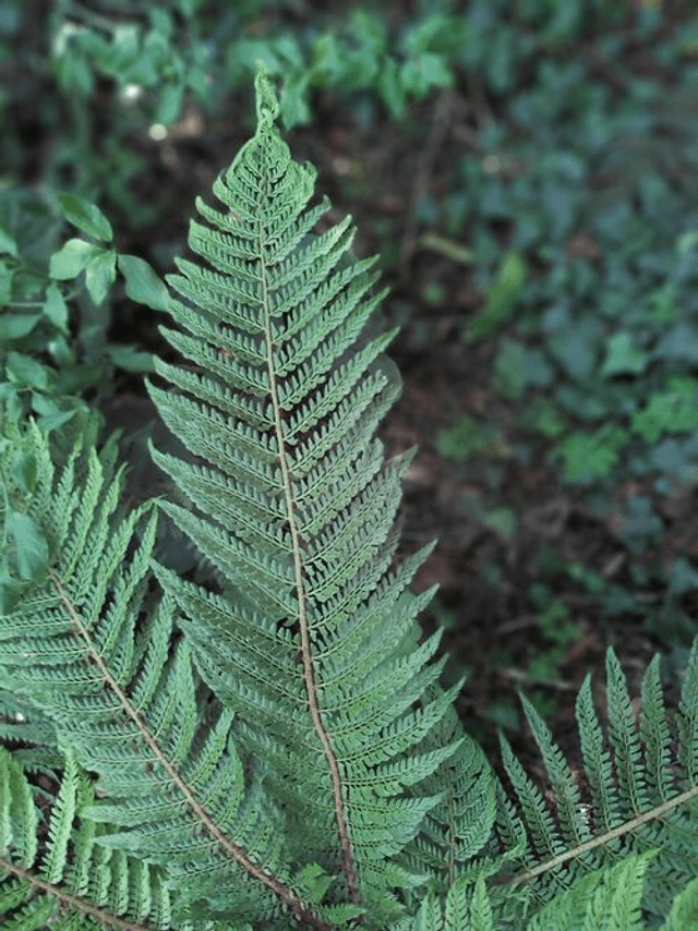 Polystichum setiferum &#039;Pulcherrimum Bevis&#039; 2 litre 