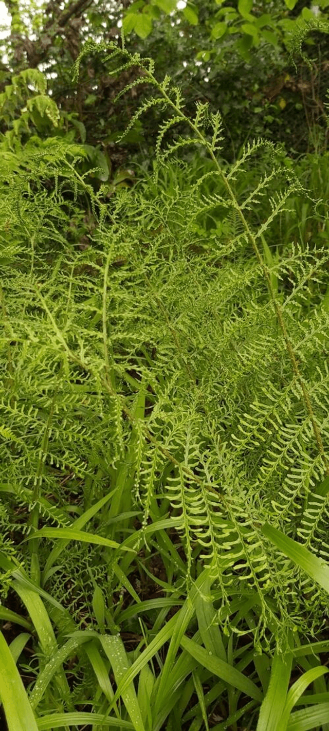 Dryopteris filix-mas &#039;Linearis Polydactyla&#039; Forked Male Fern p9