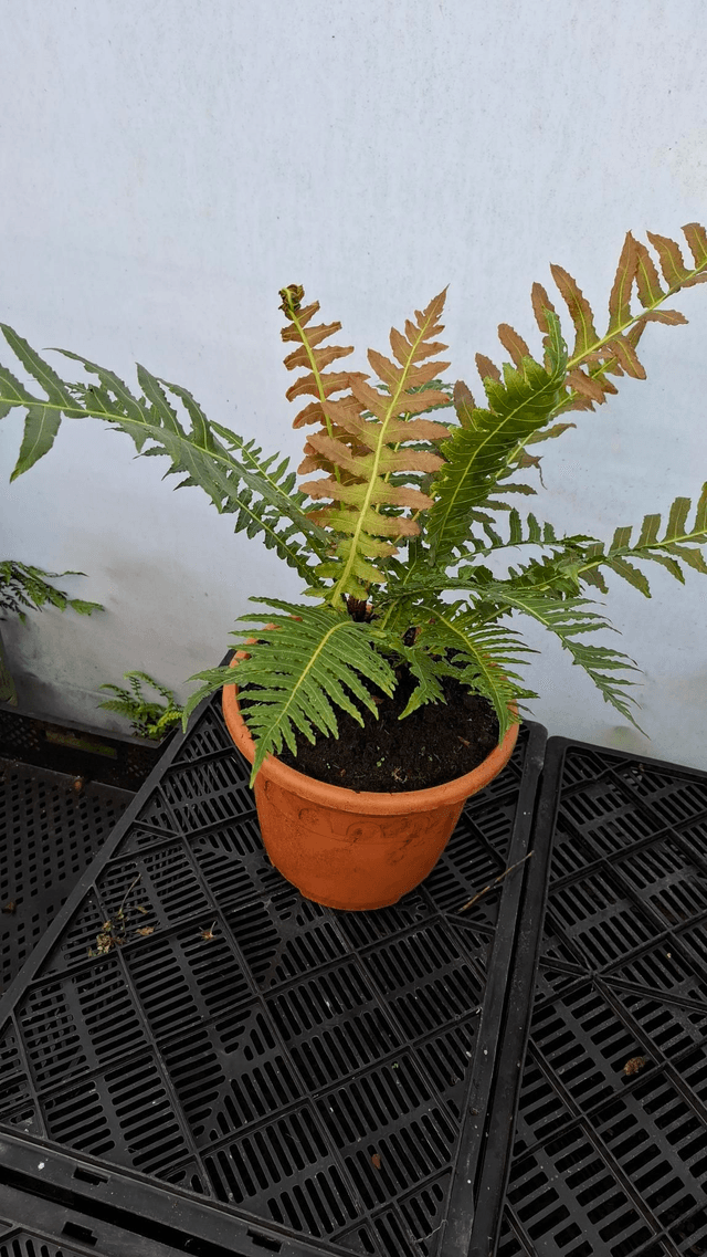 Blechnum brasiliense &#039;Volcano&#039; 12cm