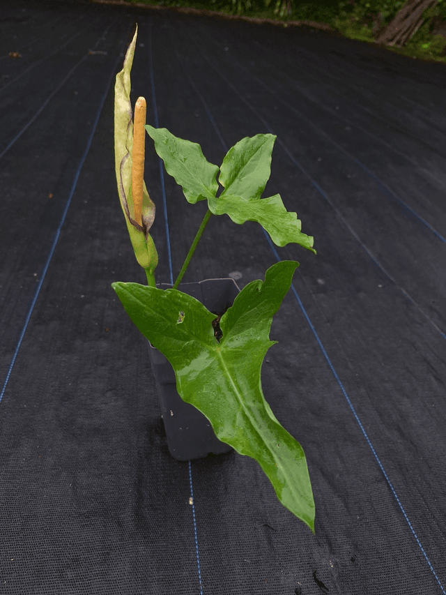 Arum orientale 