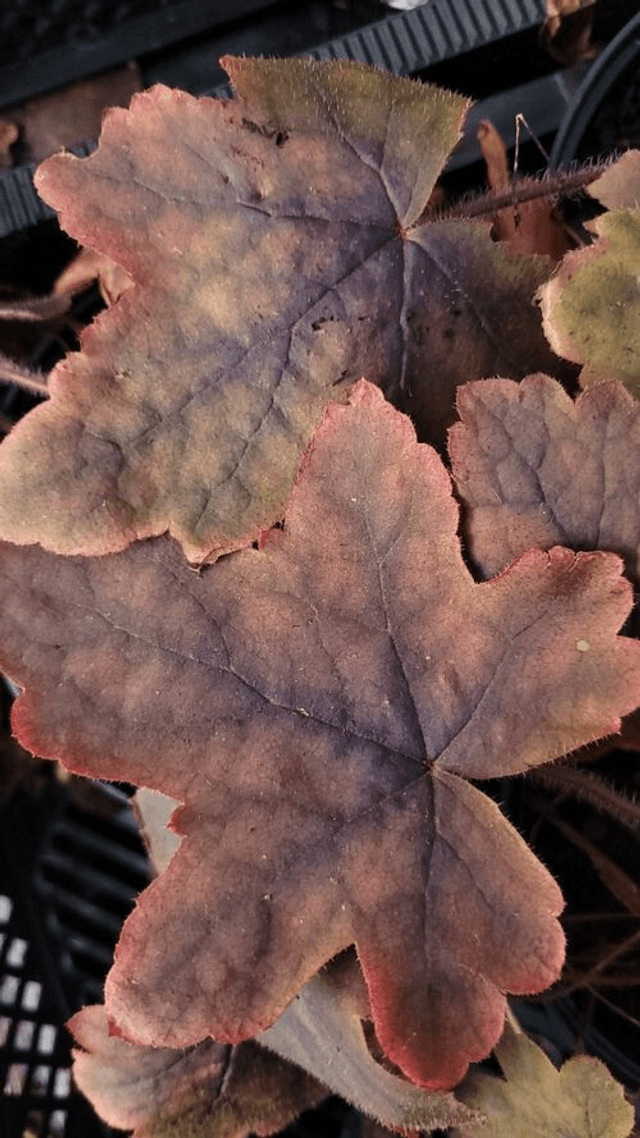 Heucherella &#039;Art Deco&#039; 2 litre