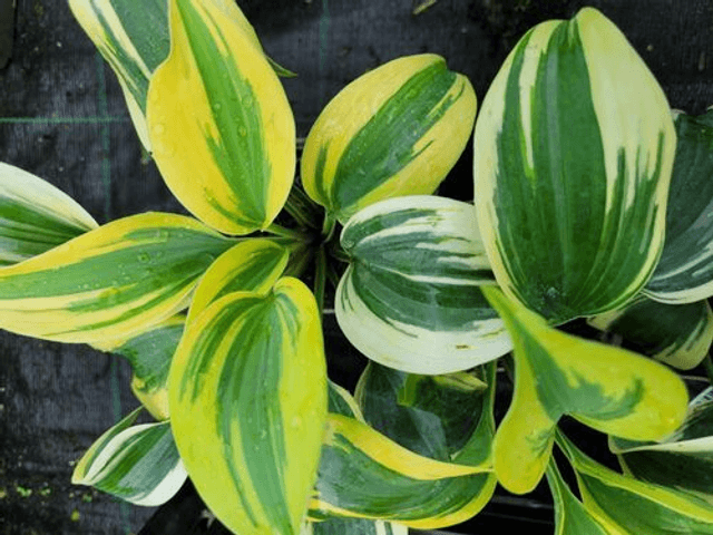 Hosta ‘Permafrost’ 1.3 litre 