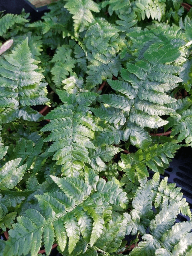 Dryopteris sichotensis (syn. D. coreano Ssp. Montana)
