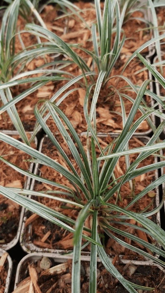 Ophiopogon japonicus &#039;Silver Comet&#039; P9 (0.5litre)