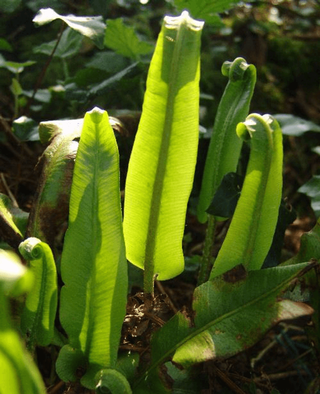 Asplenium scolopendrium plug plant