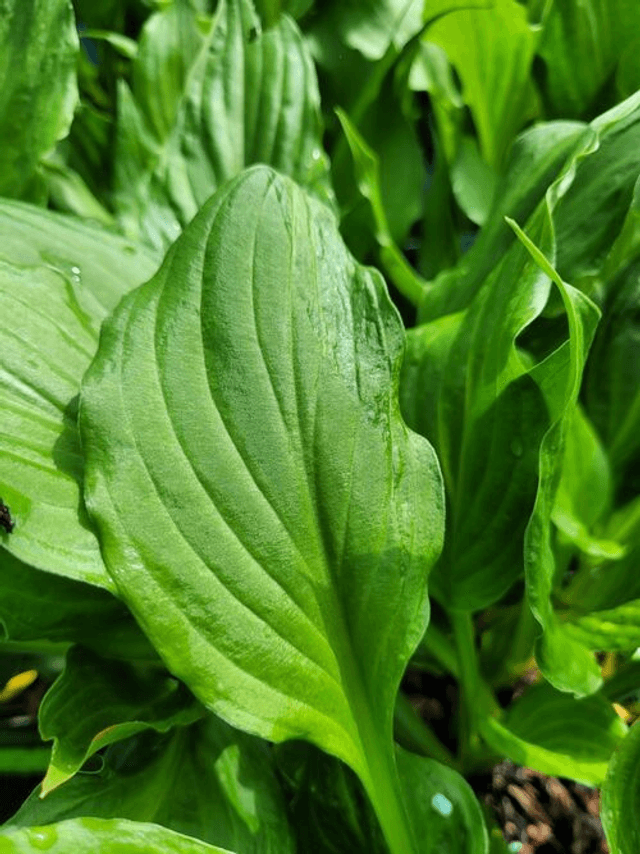 Hosta &#039;Stirfry&#039; 