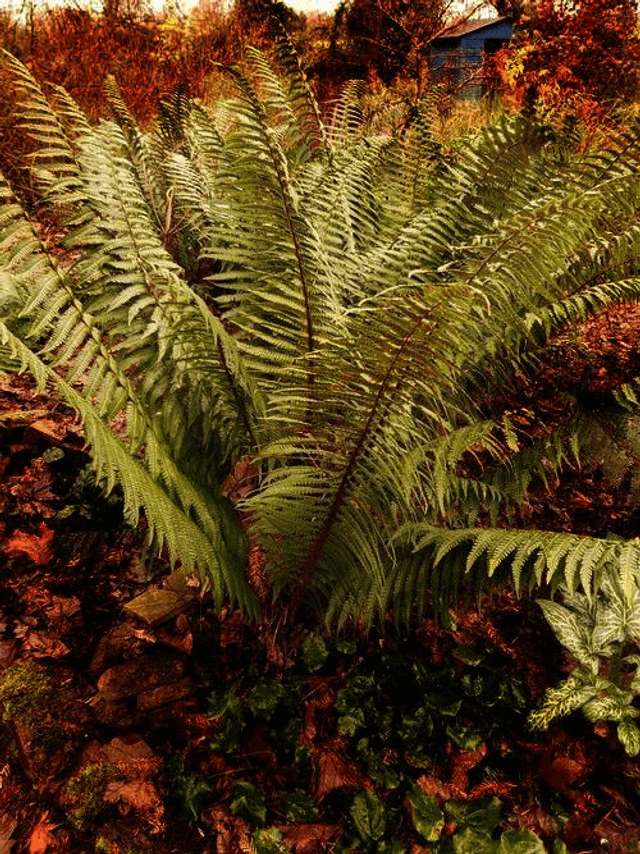 Dryopteris wallichiana - Wallich&#039;s Wood Fern