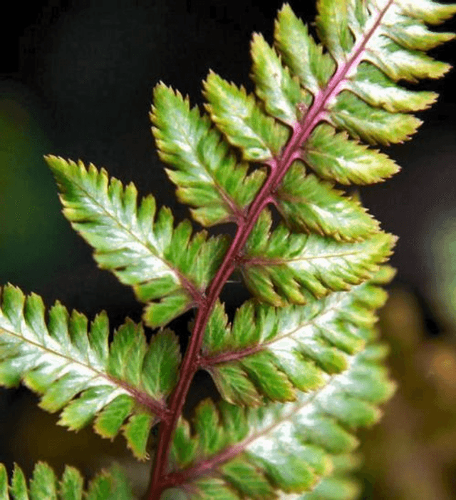 Athyrium nipponicum &#039;Red Beauty&#039;- Japanese Painted Fern 9cm
