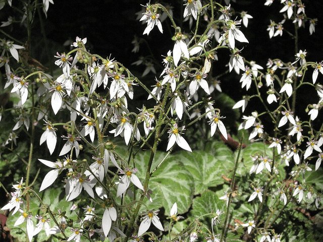 Saxifraga stolinifera 9cm