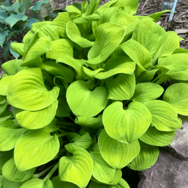 Hosta &#039;Sun Mouse&#039; p9