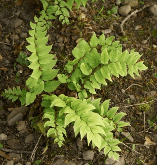 Cyrtomium fortunei- Hardy Japanese Holly Fern p9