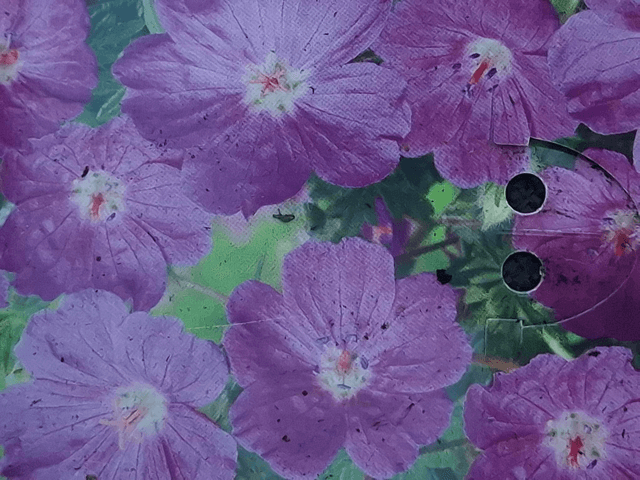 Geranium sanguinium P11 