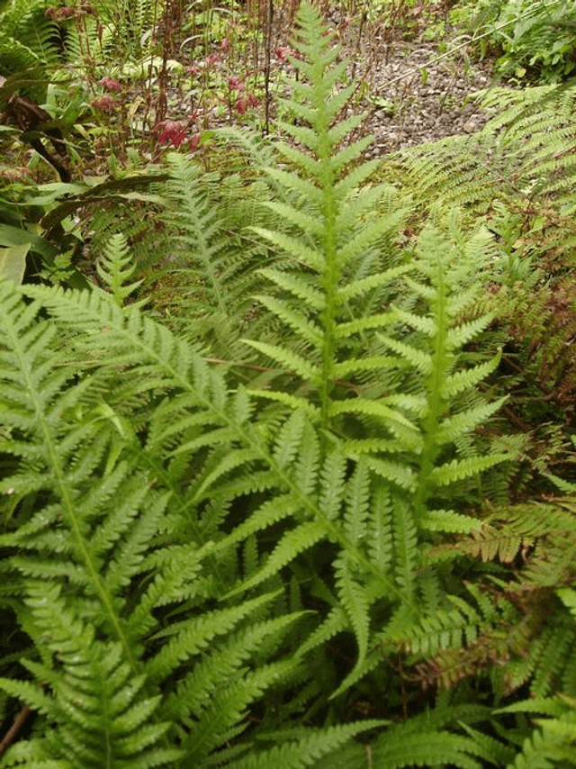 Thelypteris decursive-pinnata - Japanese Beech Fern 9cm