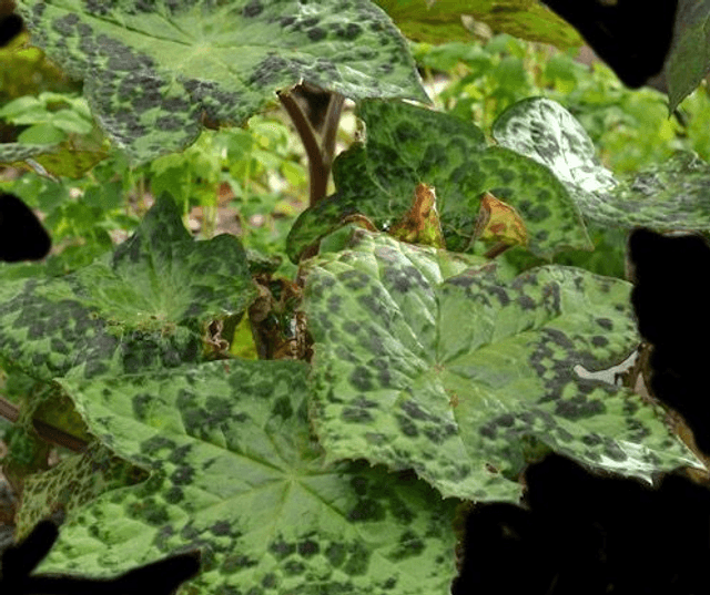 Podophyllum &#039;Spotty Dotty&#039; 1 litre
