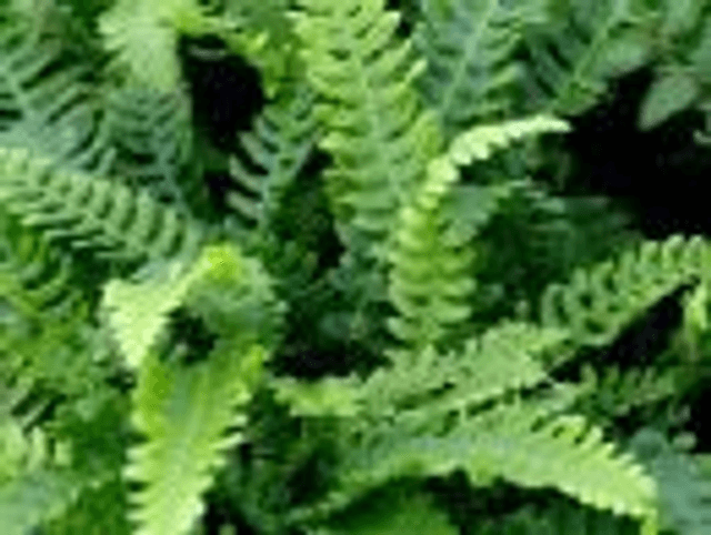 Blechnum spicant -Deer Fern 