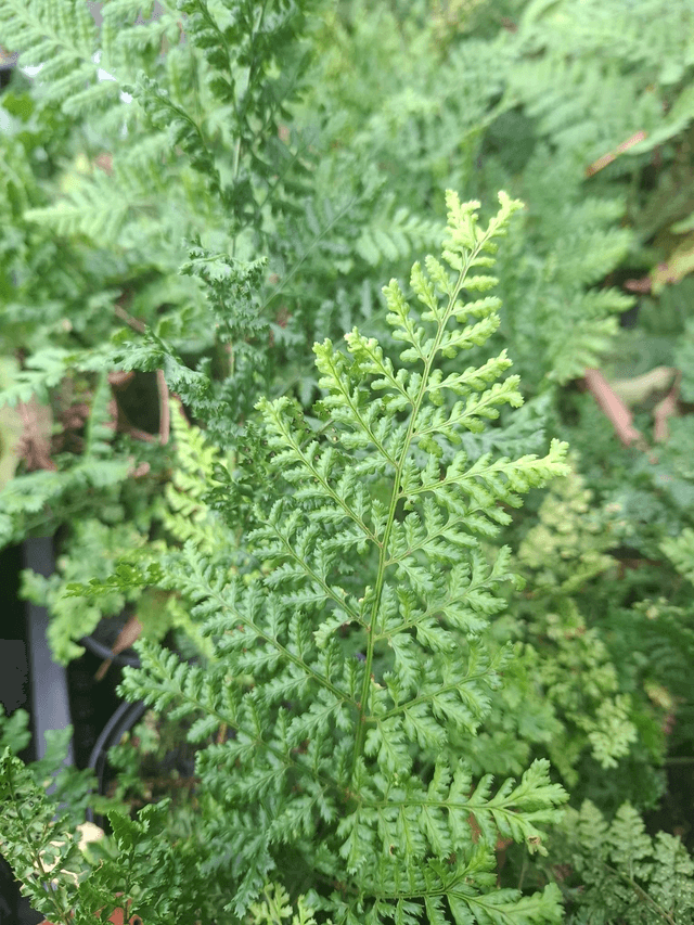 Dryopteris dilitata &#039;Lepidota Crispa Cristata&#039;