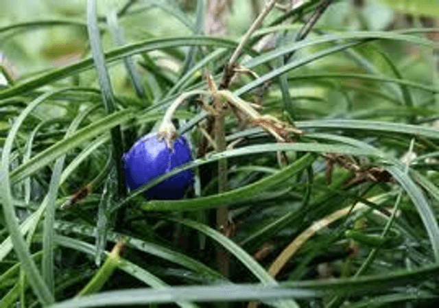 Ophiopogon chingii P9
