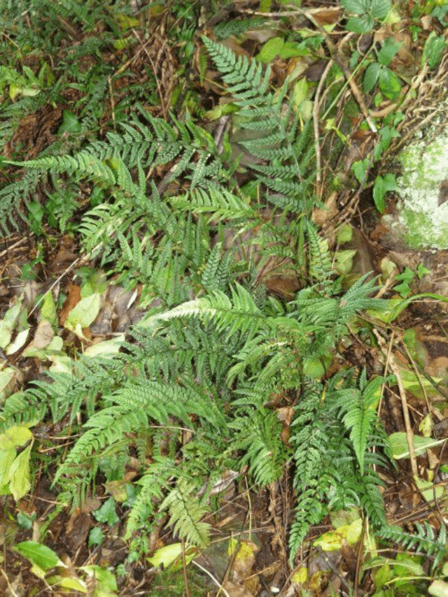 Polystichum tsus-simense - Korean Rock Fern 1.4 litre