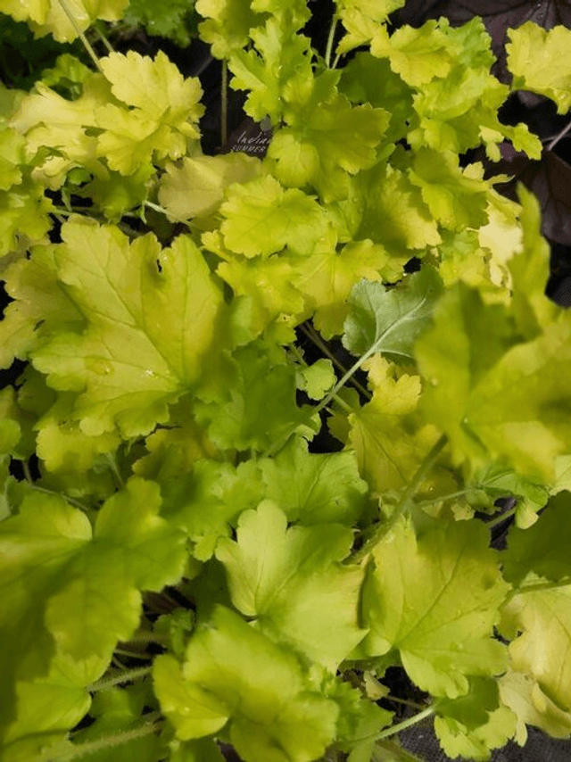 Heuchera &#039;Lime Marmalade&#039; 12cm