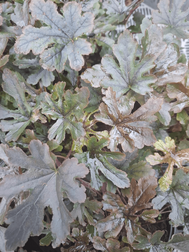 Heucherella ‘Art Katona’ 1 litre