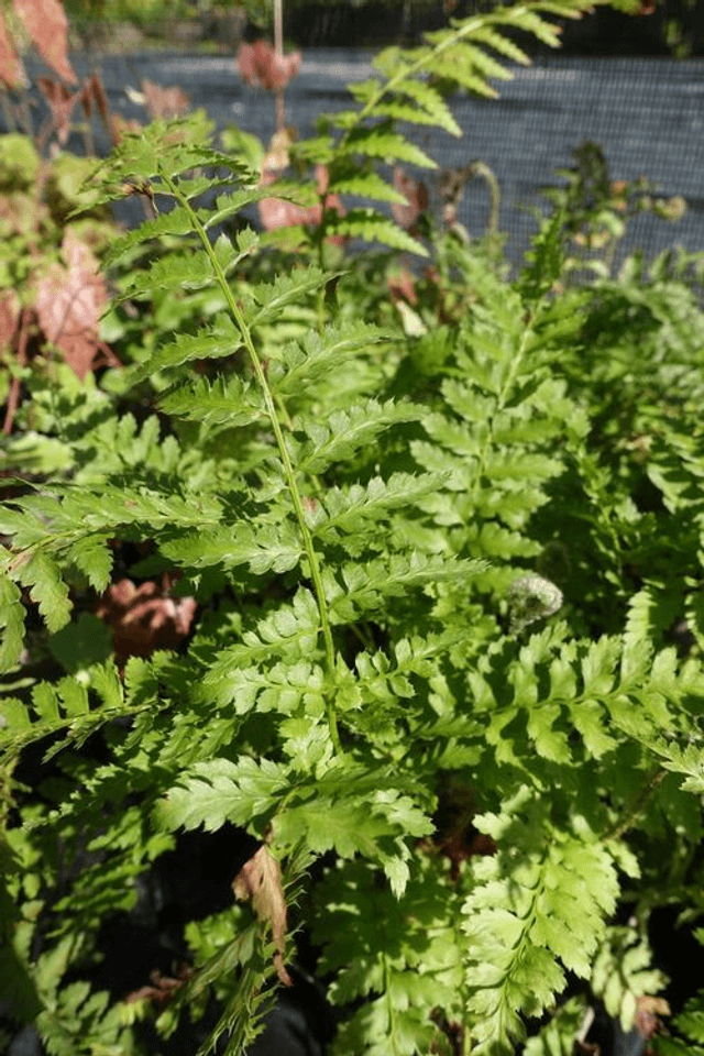 Dryopteris filix-mas &#039;Barnesii&#039; 
