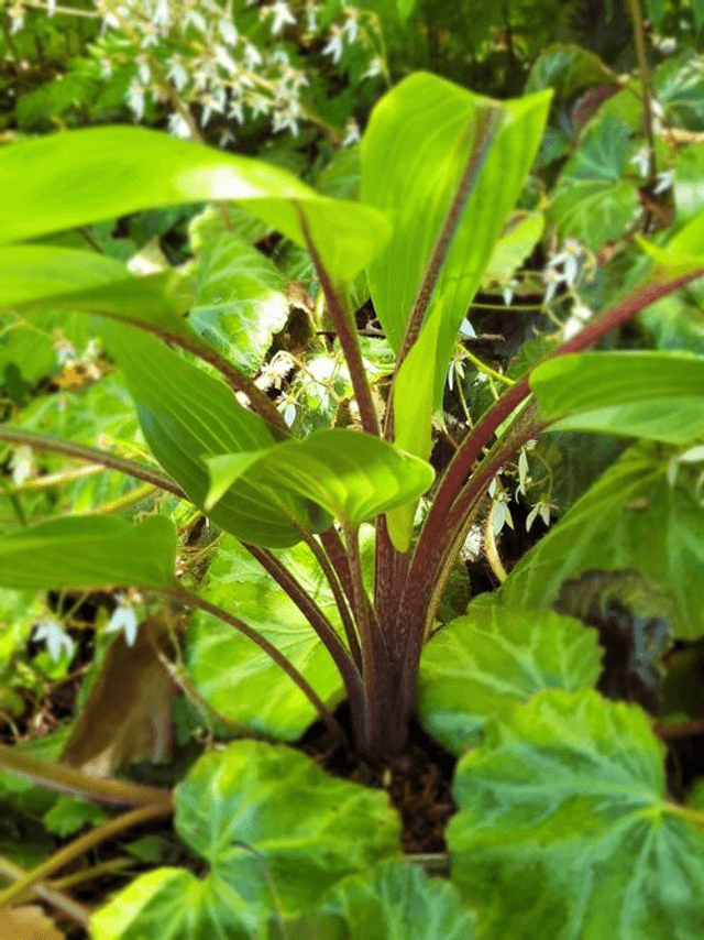 Hosta &#039;Purple Heart&#039; P9