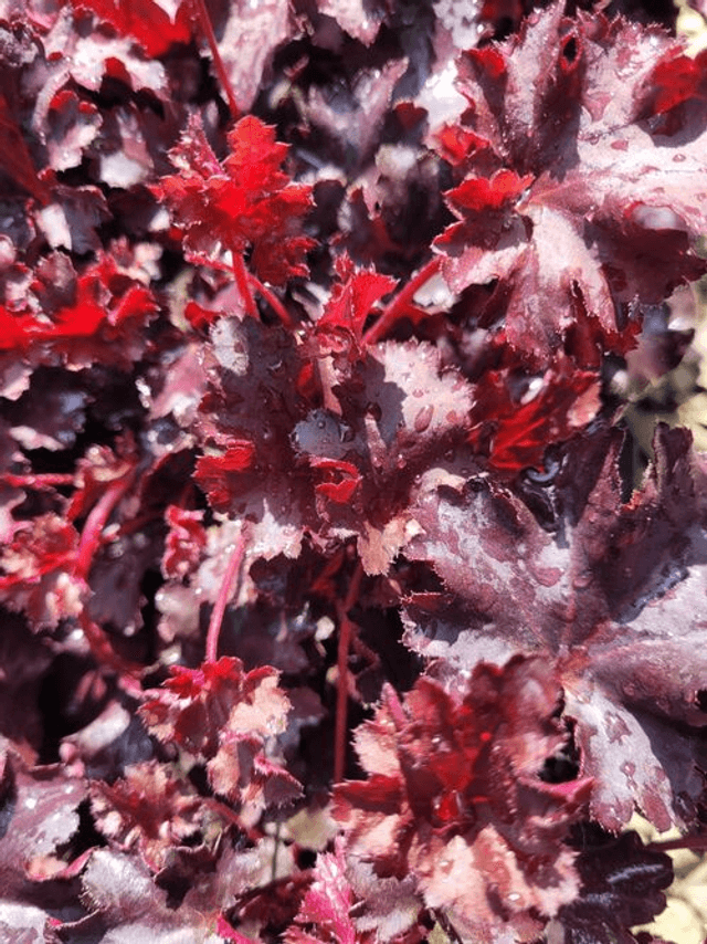 Heuchera &#039;Blackberry Crisp&#039; 12cm 