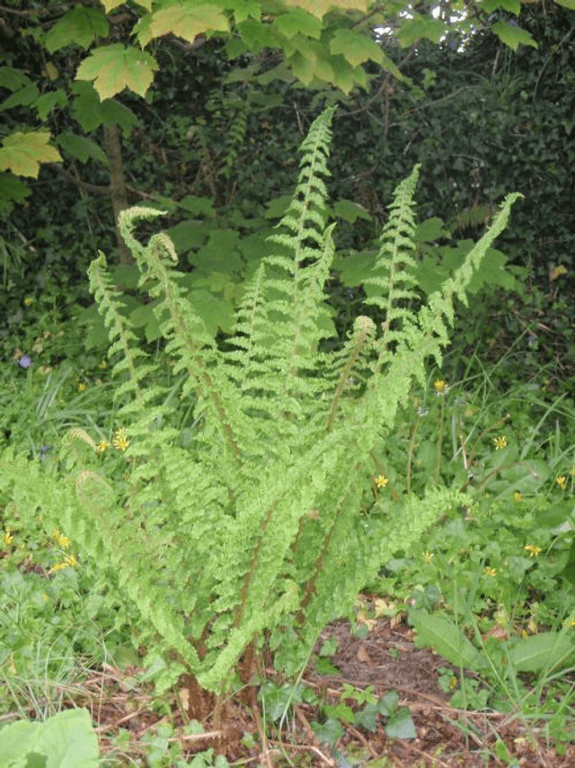 Polystichum setiferum plug plant