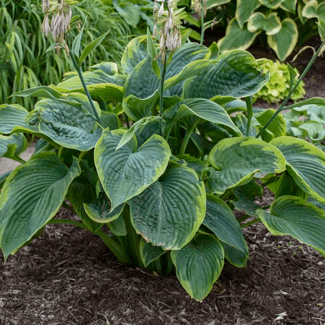 NEW!!! Hosta &#039;Wu La La&#039; 1 litre