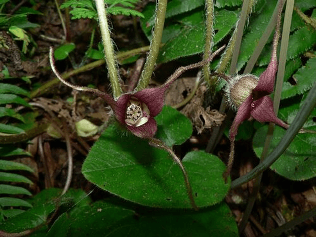 Asarum caudatum 