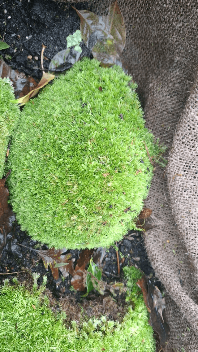 Leucobryum glaucum