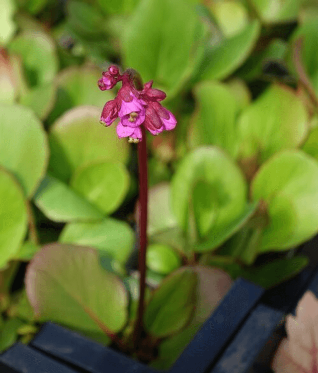 Bergenia cordifolia &#039;Rotblum&#039;  p9