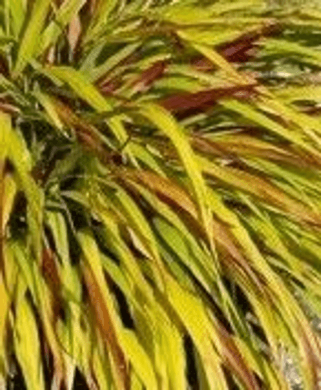 Hakonechloa macra Sunflare 1 litre