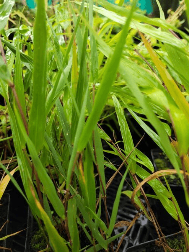 Hakonechloa macra. &#039;Beni-kaze&#039; 1 litre