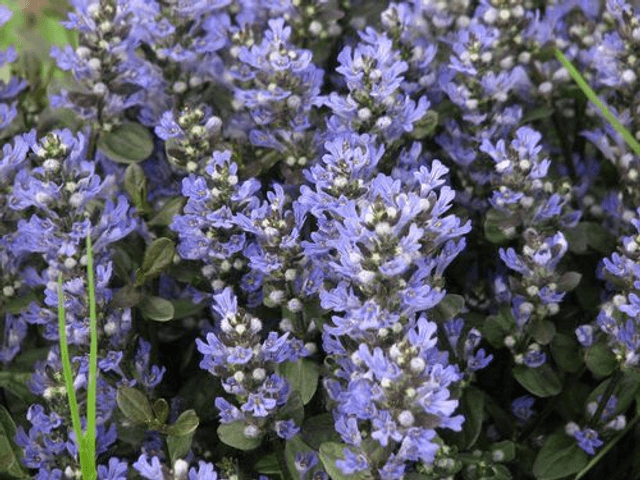 Ajuga reptans &#039;Chocolate Chip&#039; P9