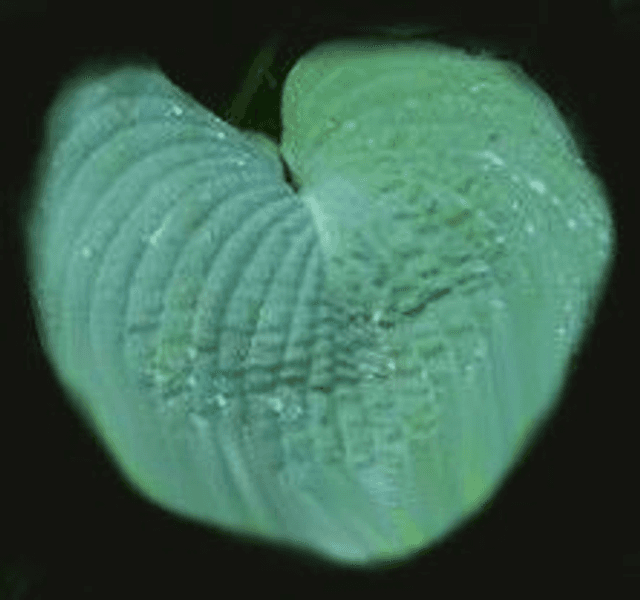 Hosta &#039;Blue Mammoth&#039; 